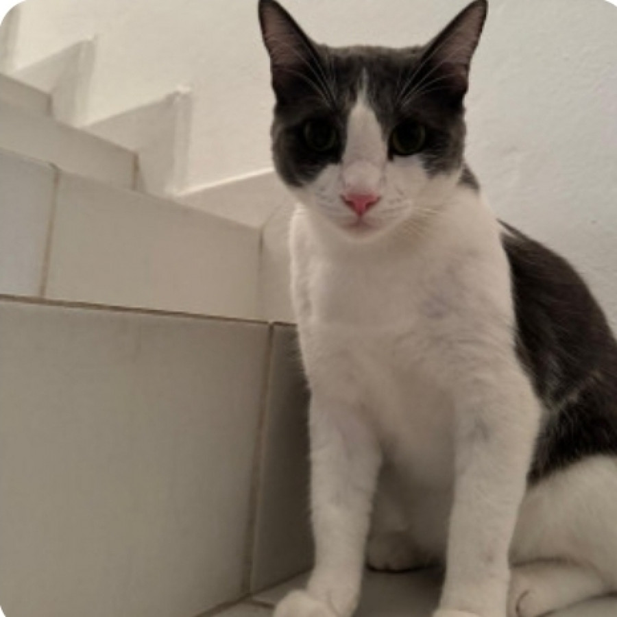 DANTE | Raza Doméstico Américano de Pelo Corto | Perdido