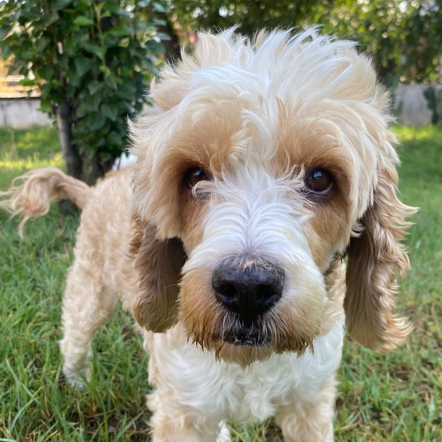 BAILEY | Raza Mestizo,cruza de French Poodle con Cocker (Cockapoo) | Perdido