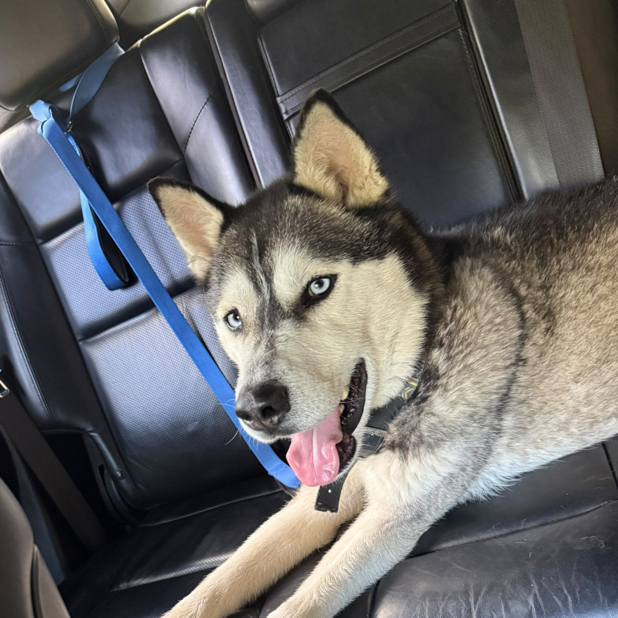  | Raza Husky Siberiano | Encontrado