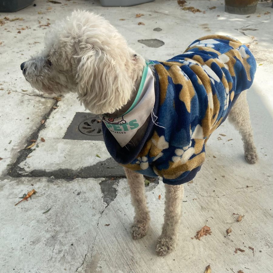  | Raza French Poodle o Caniche | Final Feliz