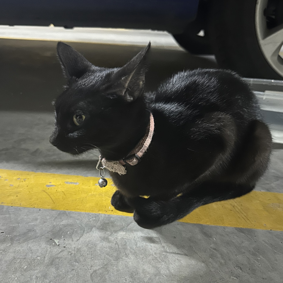  | Raza Bombay | Encontrada