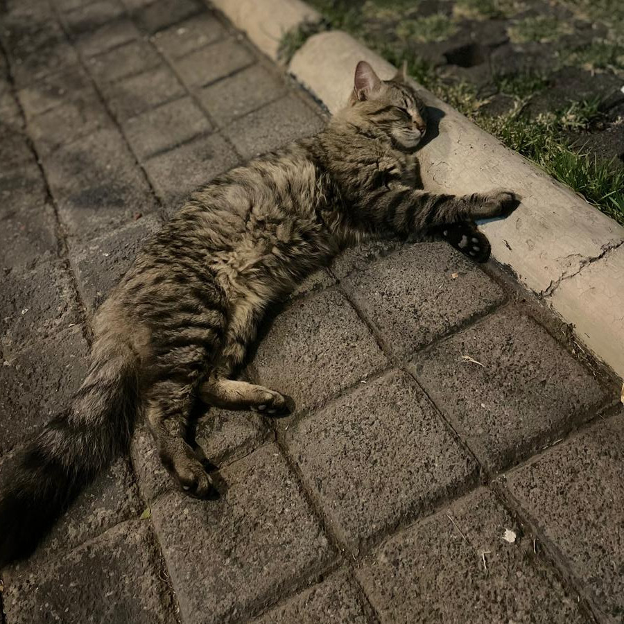 SR. GATO | Raza Doméstico Americano de pelo semilargo | En Adopción