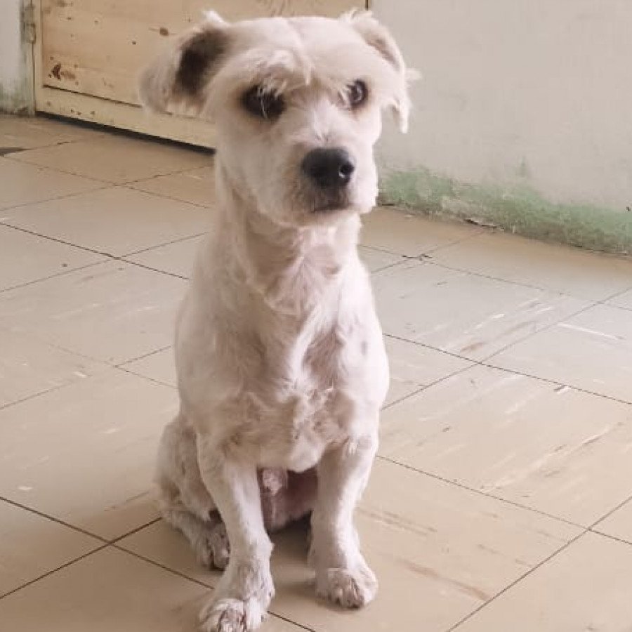  | Raza Mestizo, cruza de Schnauzer | Encontrado