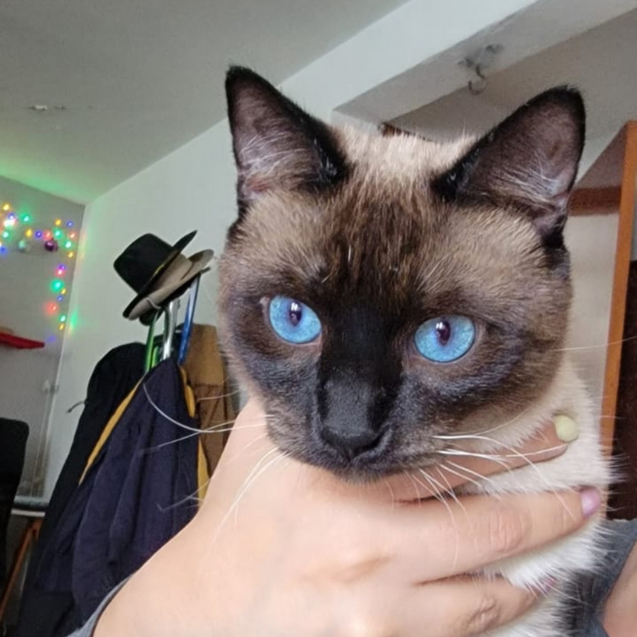 RAMIRO | Raza Siamés Punto Chocolate | Final Feliz