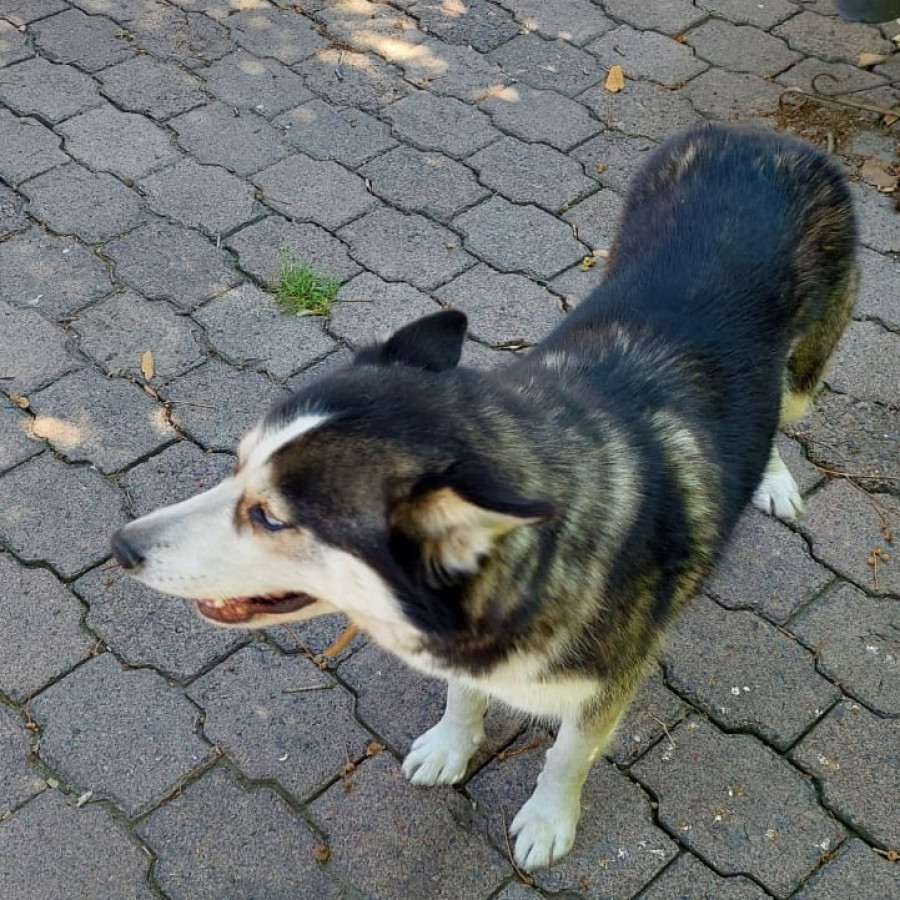 KAYRA | Raza Husky Siberiano | Final Feliz