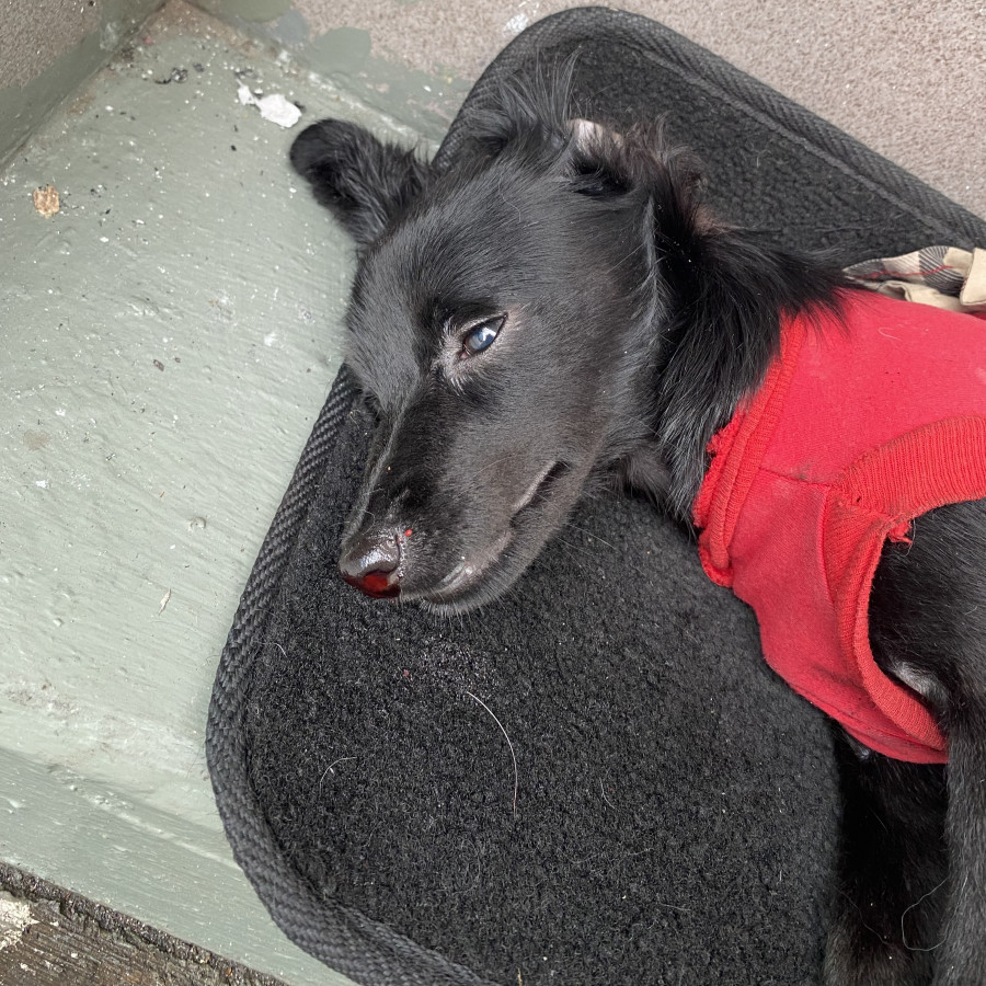  | Raza Mestiza | Encontrada