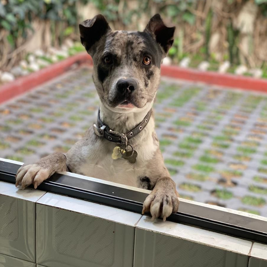 JÚPITER | Raza Mestizo, cruza de American Pitbull Terrier | Perdido