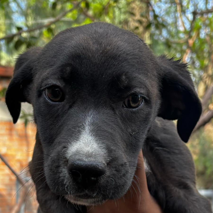 RAYA | Raza Mestiza | En Adopción