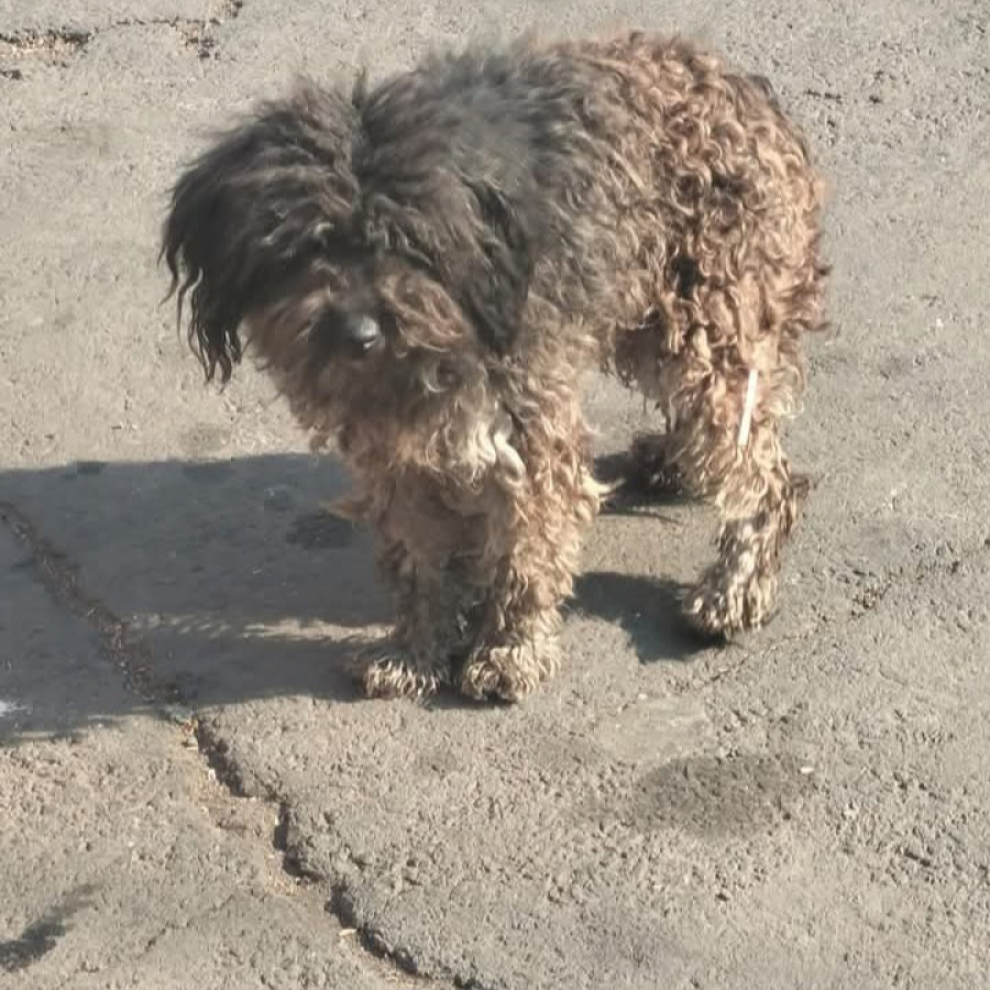 LUPITA | Raza French Poodle o Caniche | Perdida