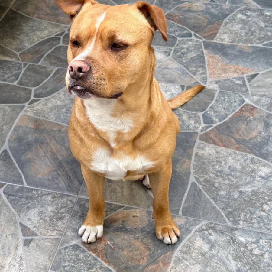  | Raza American Pitbull Terrier | Encontrado