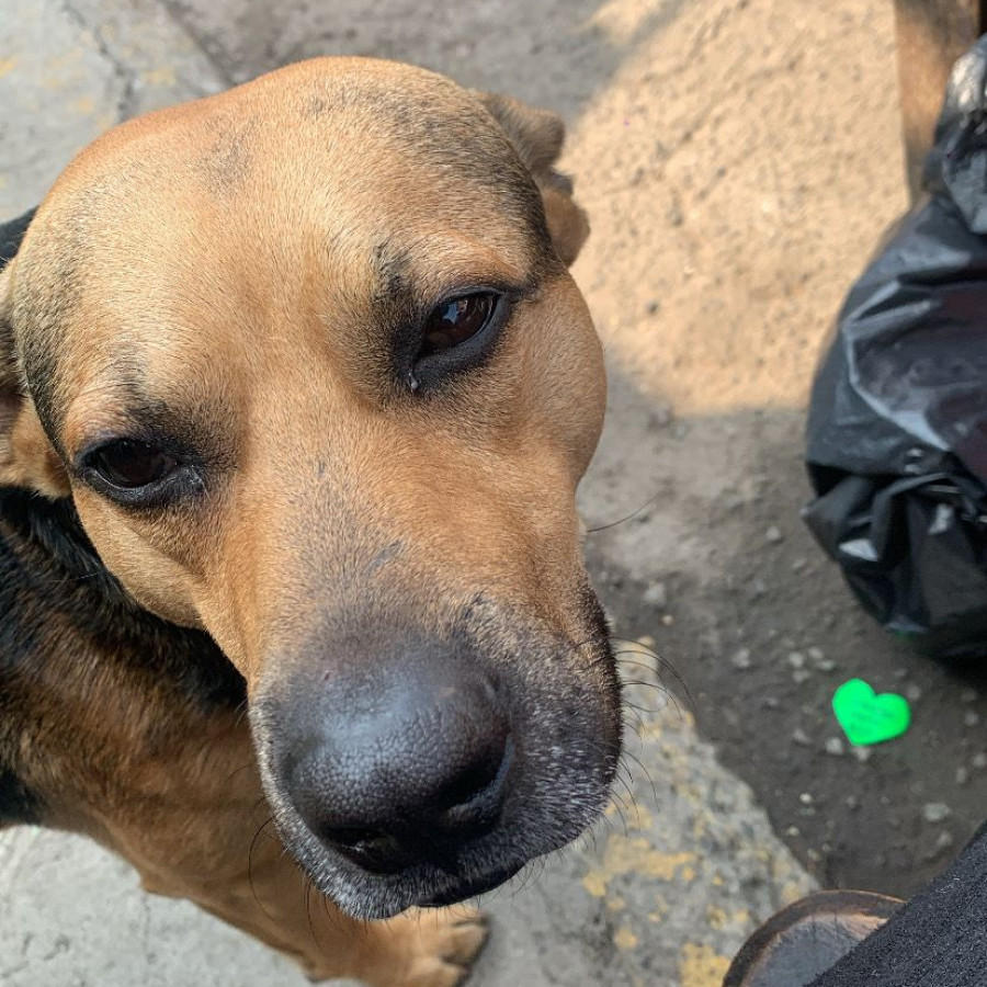 BLACK | Raza Mestizo | Perdido