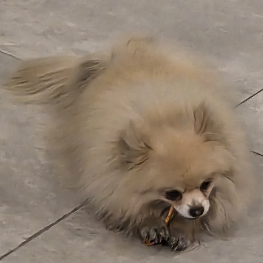 MAGA | Raza Pomerania | Perdida