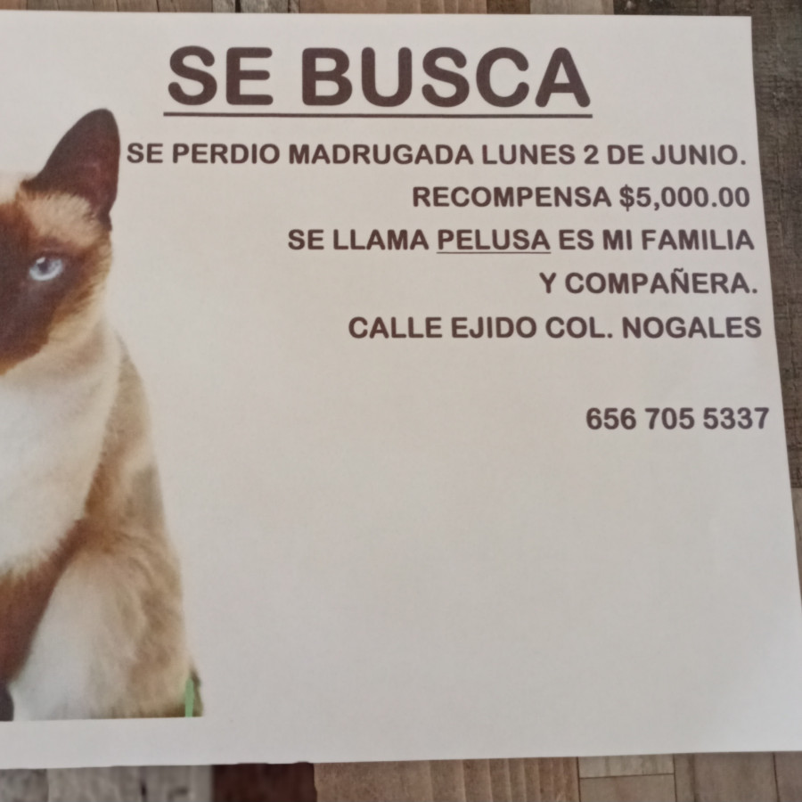 PELUSA | Raza Balinés Punto Foca | Perdida