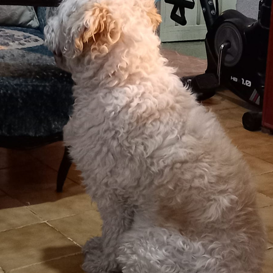 PETUNIA | Raza Mestiza, cruza de French Poodle | Perdida