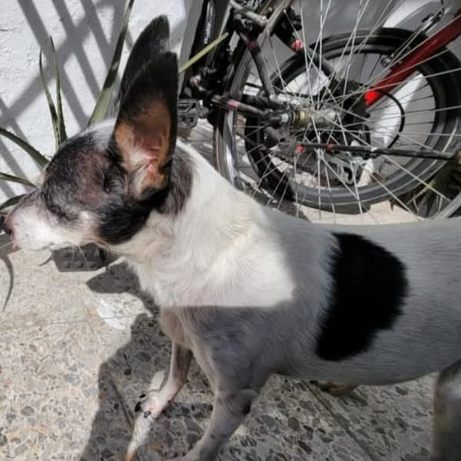CHILI | Raza Mestiza, cruza de Fox Terrier | Final Feliz
