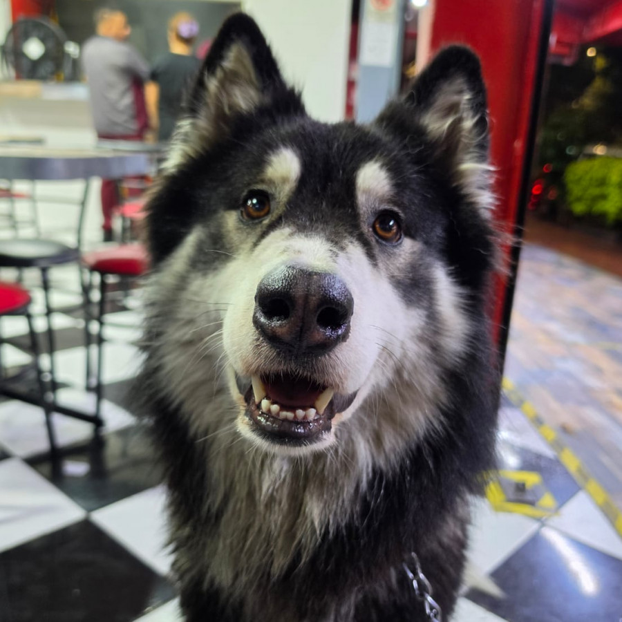  | Raza Husky Siberiano | Encontrado