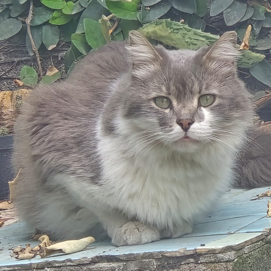 MICKEY | Raza Doméstico Americano de pelo semilargo | Perdido