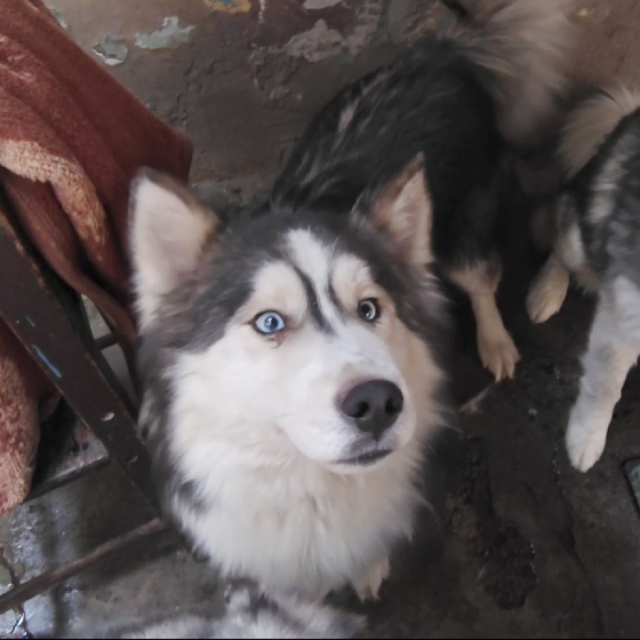 MAX | Raza Husky Siberiano | Perdido