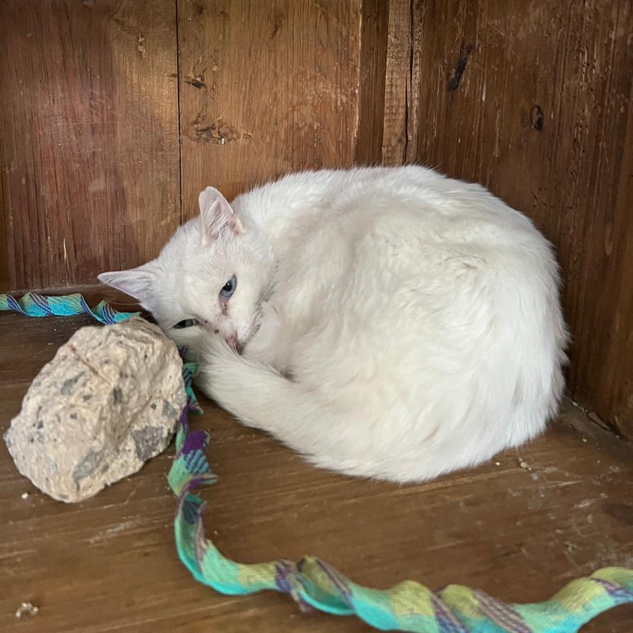  | Raza Khao Manee | Encontrado