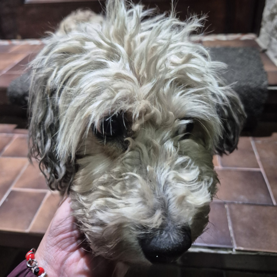  | Raza Mestizo, cruza de Schnauzer con French Poodle,  (Schnoodle). | Encontrado