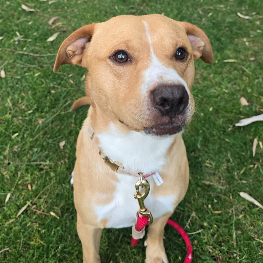  | Raza Mestizo, cruza de American Pitbull Terrier | Encontrado