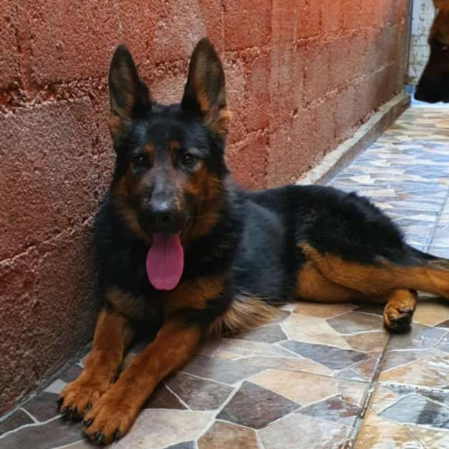 SIGGI | Raza Pastor Alemán | En Adopción