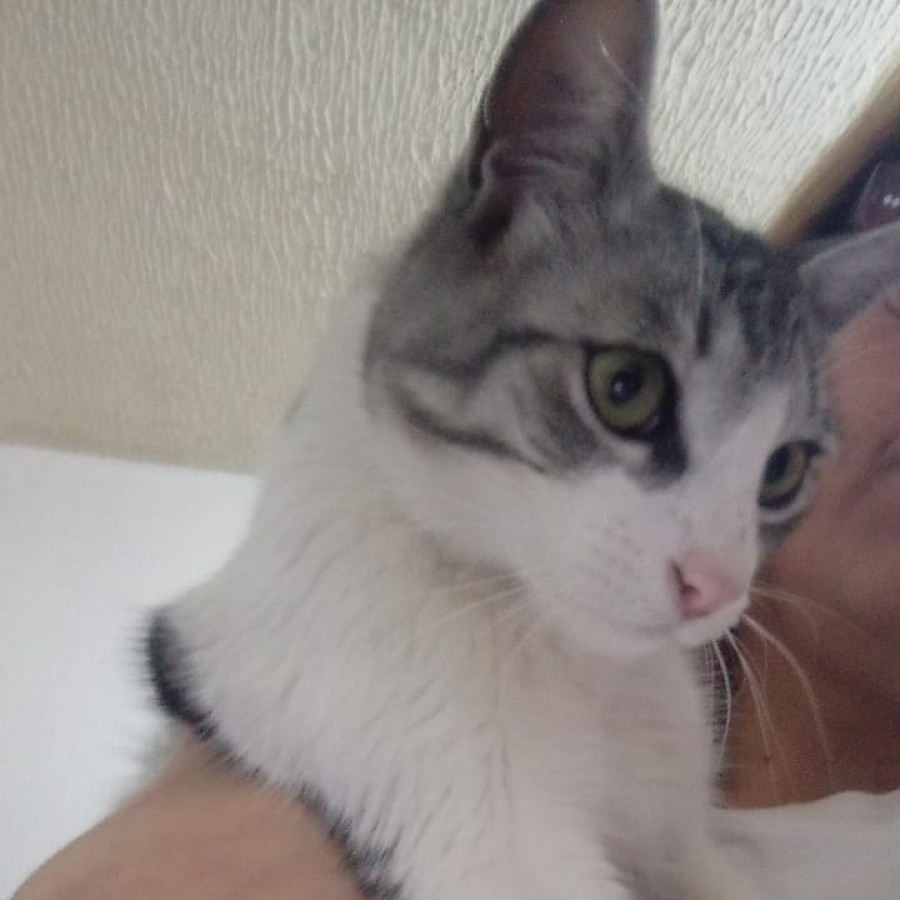 MARGOT | Raza Doméstico Americano de pelo corto | Perdido