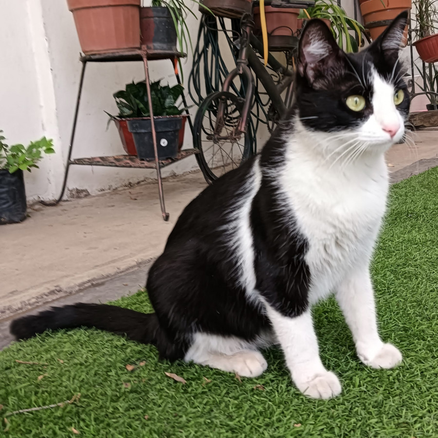 DRAGANA | Raza Doméstico Americano de Pelo Semilargo | Perdida