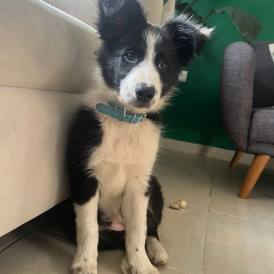 KEIKO | Raza Border Collie  | Perdida