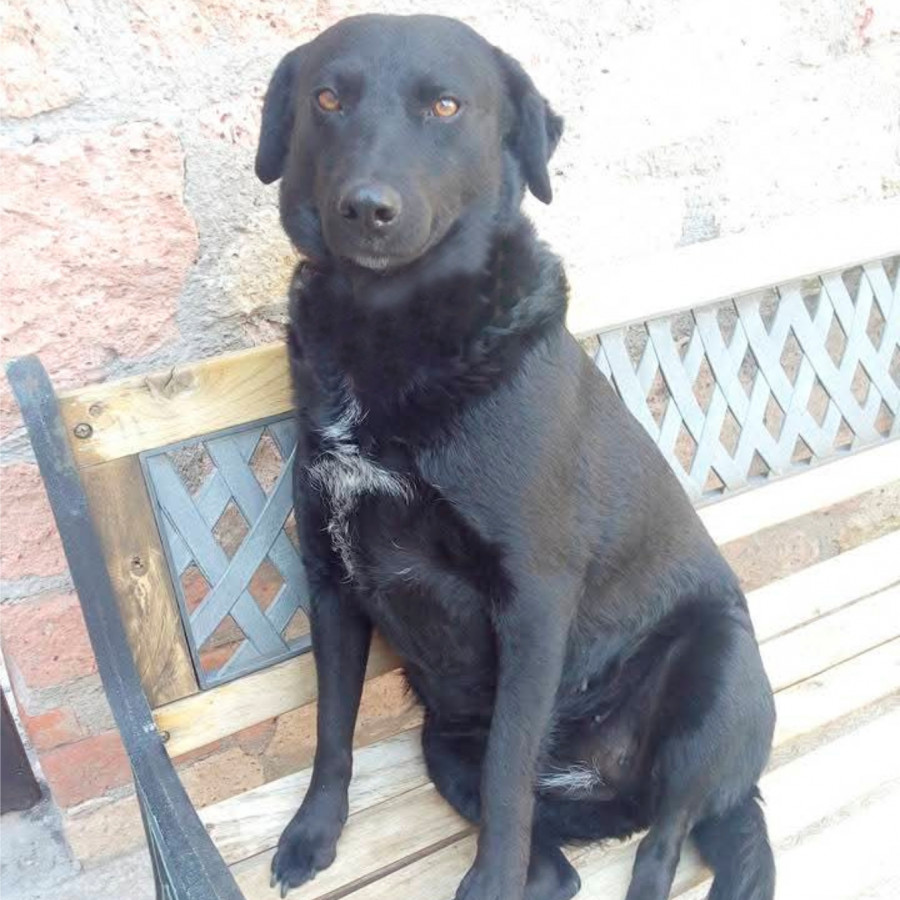 NITA | Raza Mestiza, cruza de Labrador | Perdida