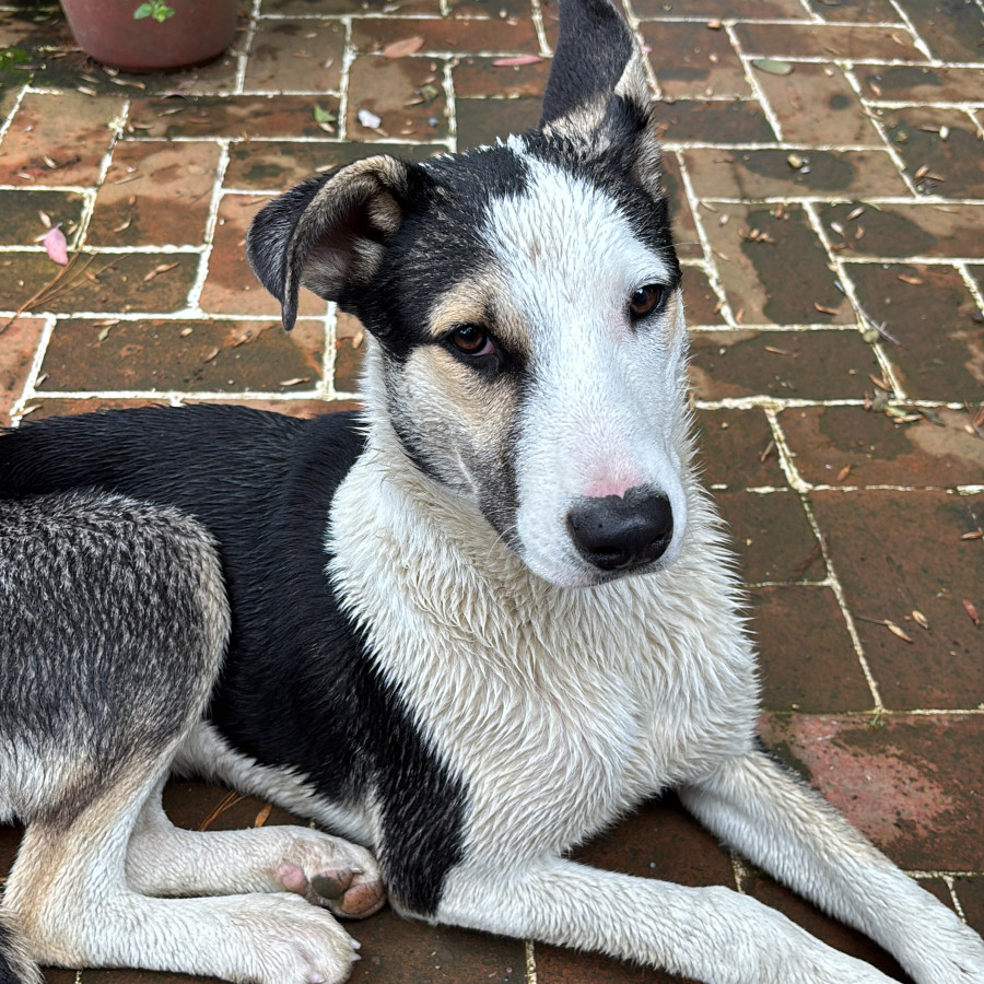  | Raza Mestiza, posible cruza de Husky | Encontrada