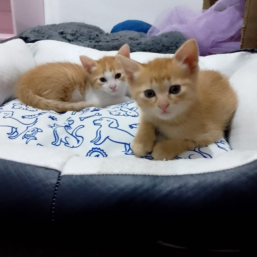 HERMOSAS GEMELITAS | Raza Doméstico Américano de Pelo Corto | En Adopción