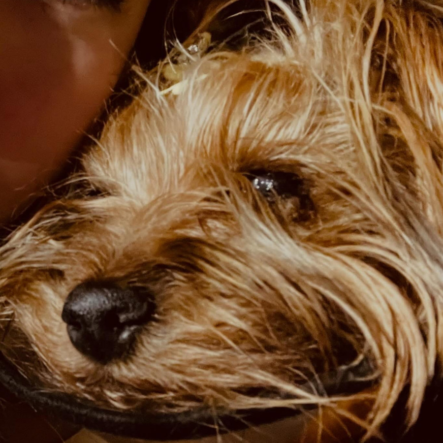 PEACH | Raza Yorkshire Terrier (Yorkie) | Final Feliz