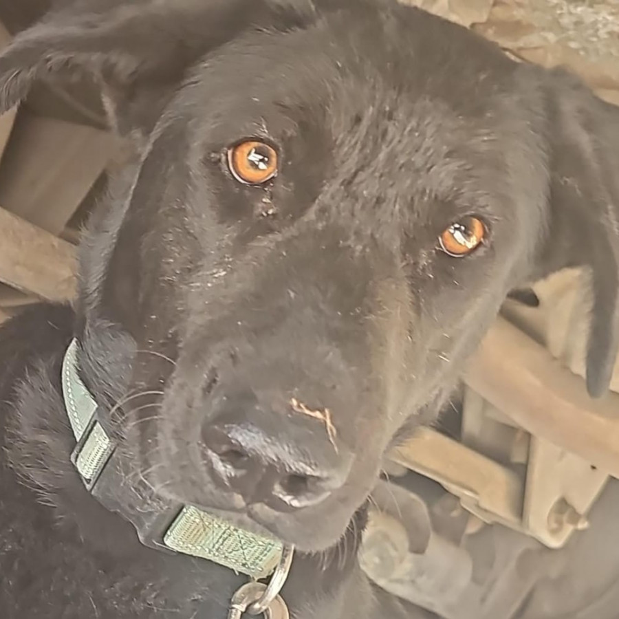  | Raza Mestizo, cruza de Labrador | Encontrado