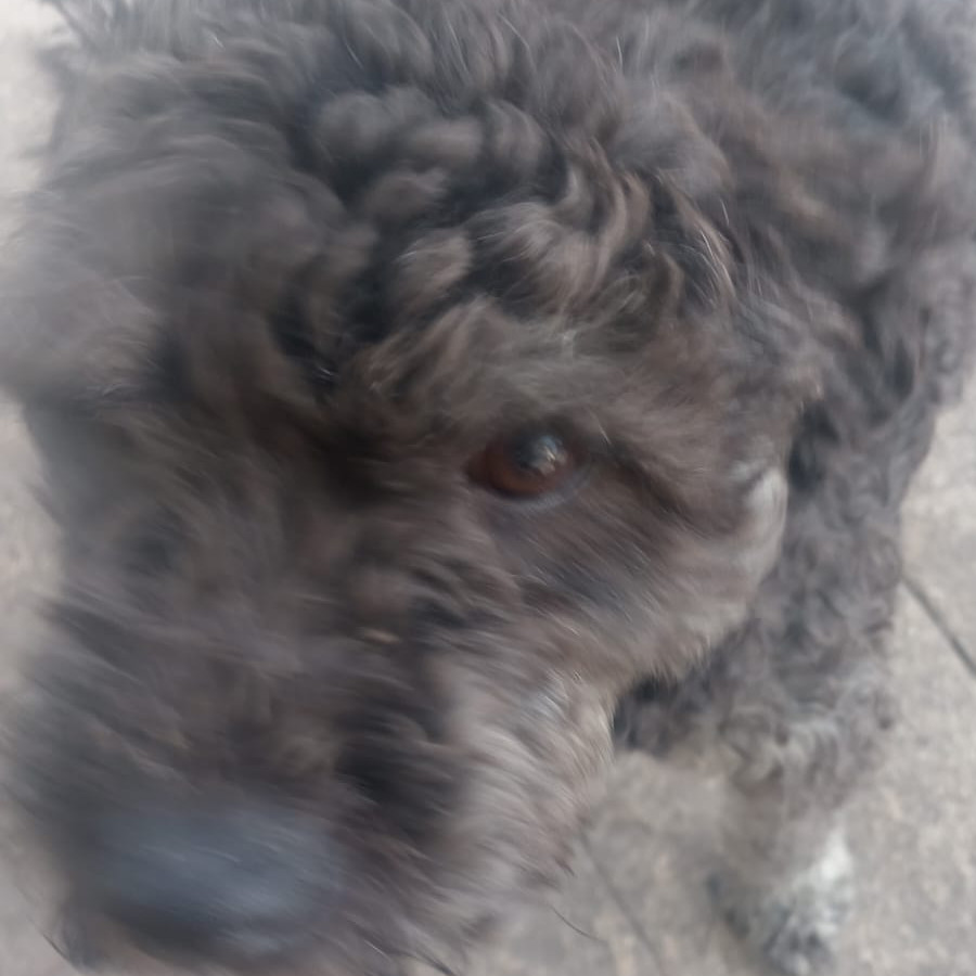  | Raza Mestiza, cruza de Schnauzer con Poodle,  (Schnoodle) | Encontrada