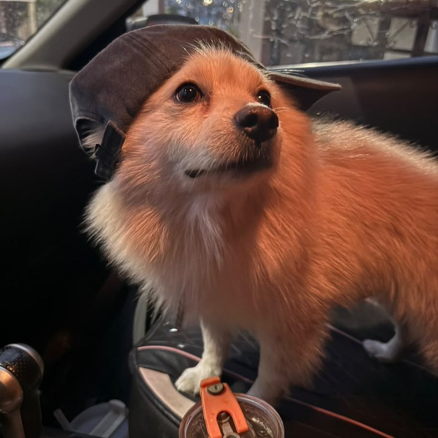 KAISER | Raza Pomerania | Perdido