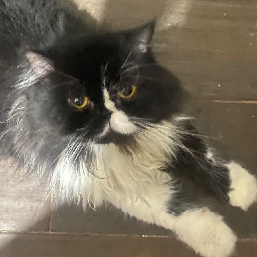 MICHU | Raza Persa | Perdido