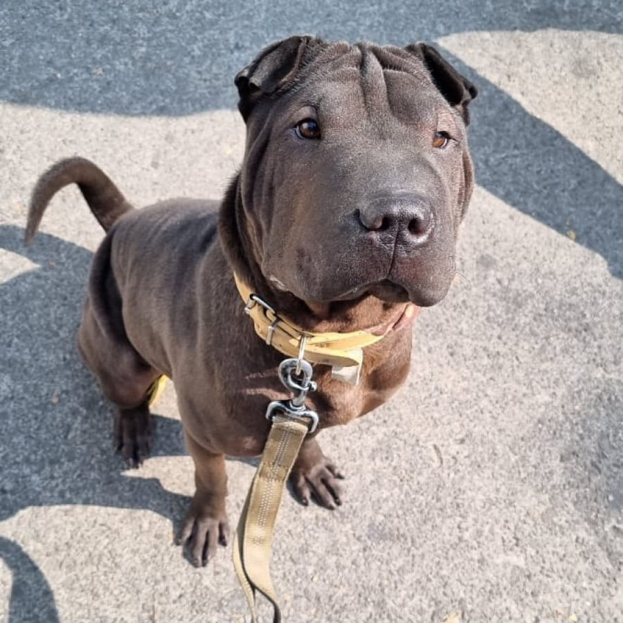 QUETA | Raza Shar-Pei  | Perdida