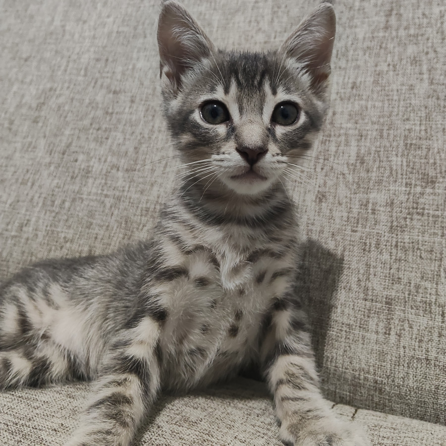 WUACHINANGO | Raza Doméstico Américano de Pelo Corto | Perdido