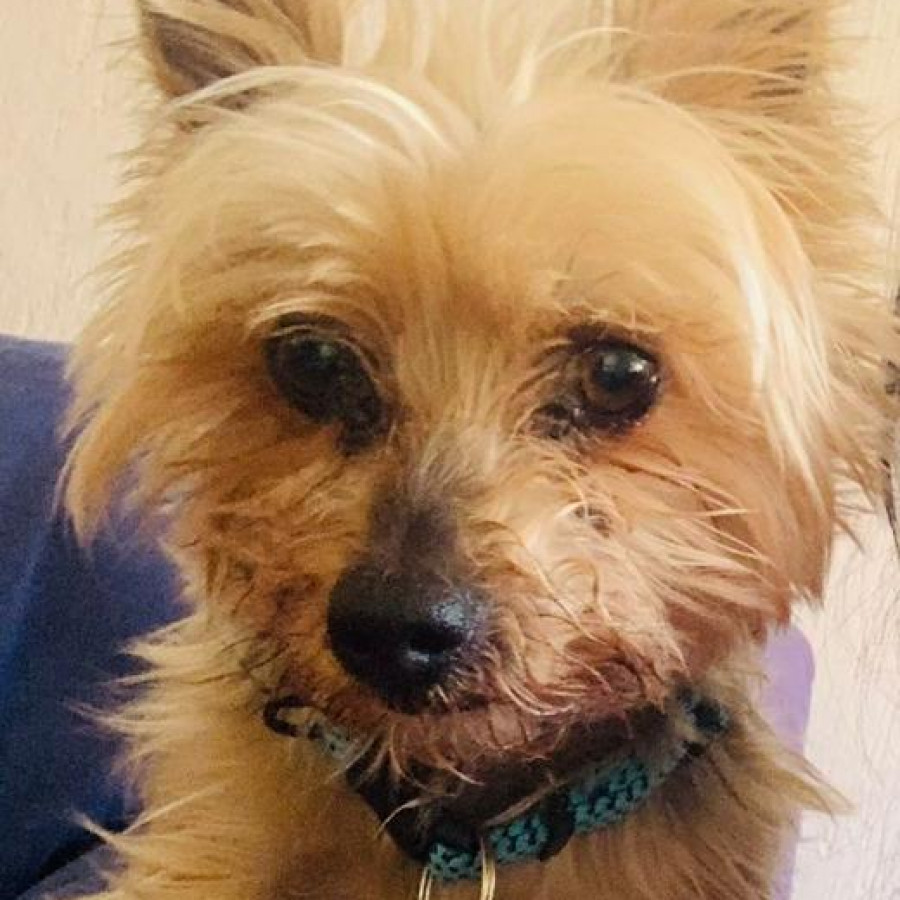 MAX | Raza Yorkshire Terrier (Yorkie) | Perdido