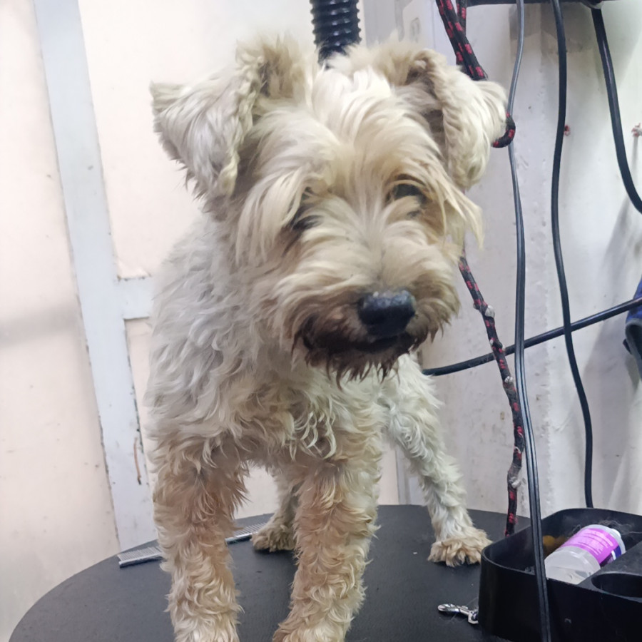  | Raza Mestiza, cruza de Schnuazer con Yorkshire Terrier o Yorkie | Encontrada