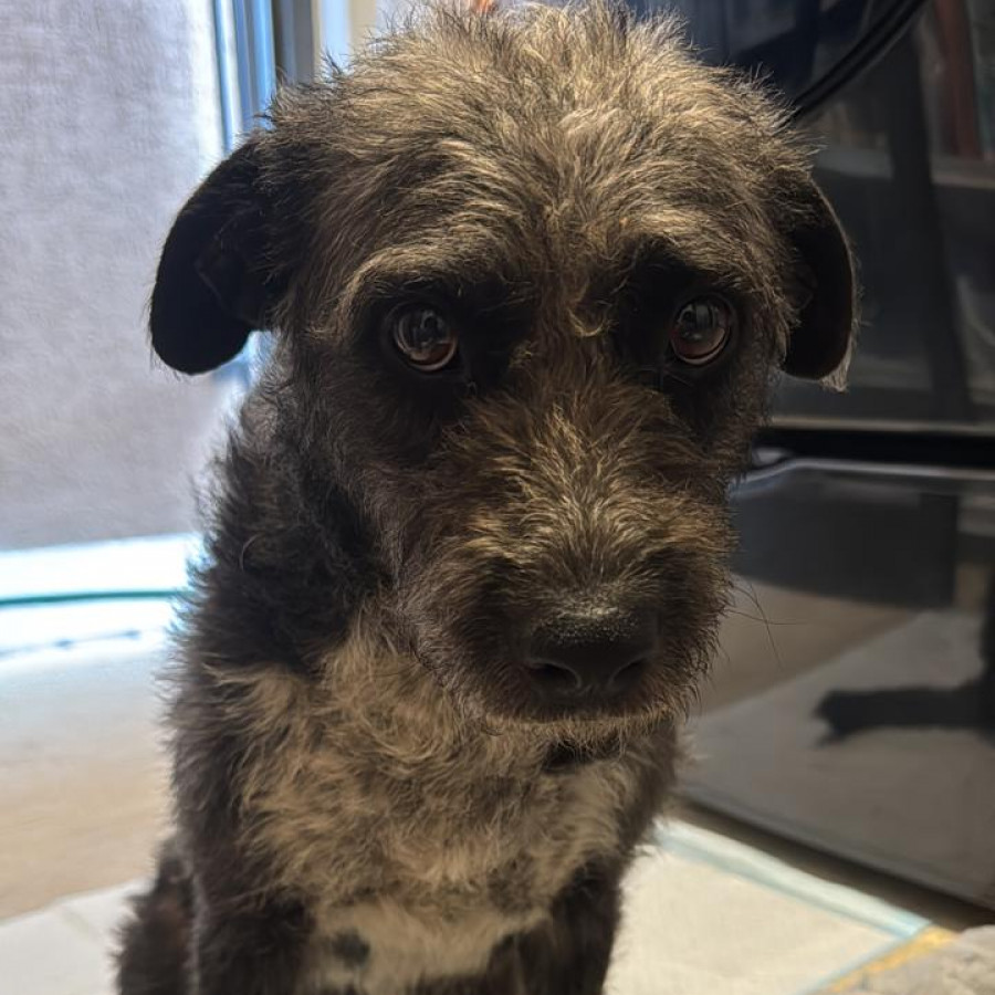  | Raza Mestiza | Encontrada