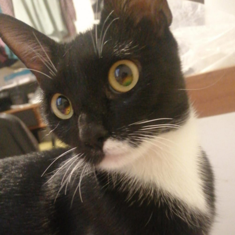 LIMA | Raza Doméstico Americano de pelo corto | Final Feliz