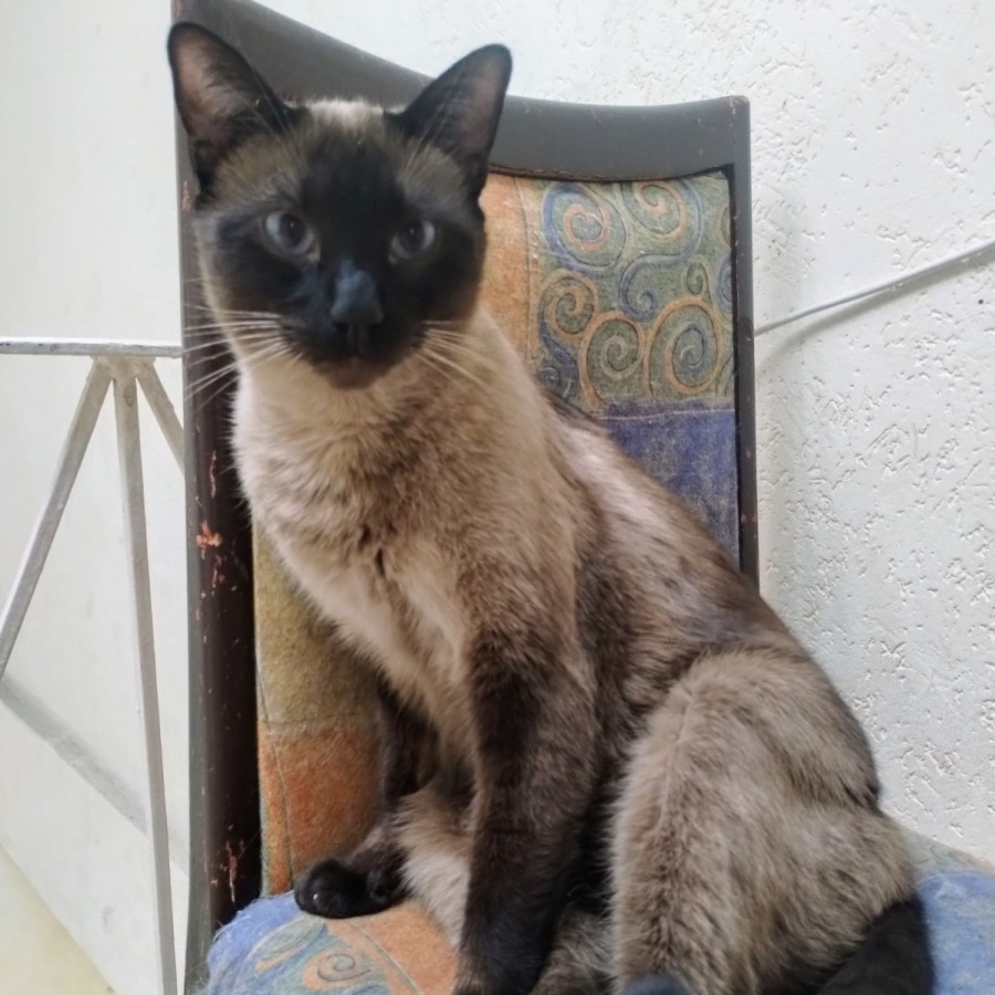 COSMO | Raza Siamés Punto Foca | Perdido