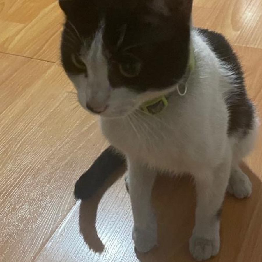  | Raza Doméstico Américano de Pelo Corto | Encontrada