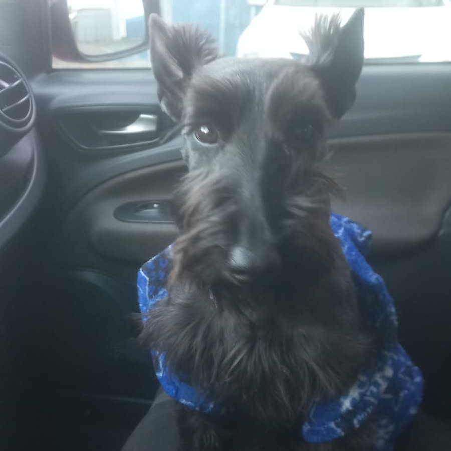 KATY | Raza Schnauzer | Perdida
