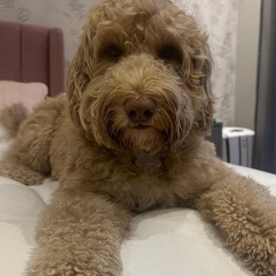 LUNA | Raza Mestiza, Cruza de Labrador con Poodle (Labradoodle) | Final Feliz