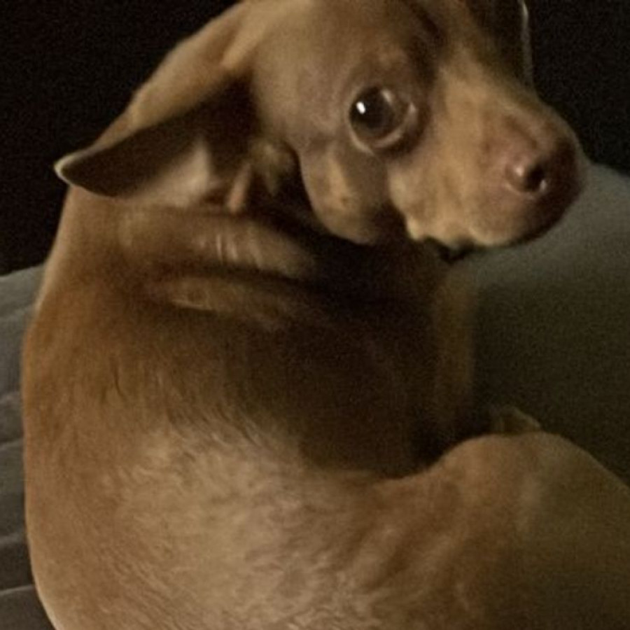 TIKI | Raza Chihuahua | Final Feliz