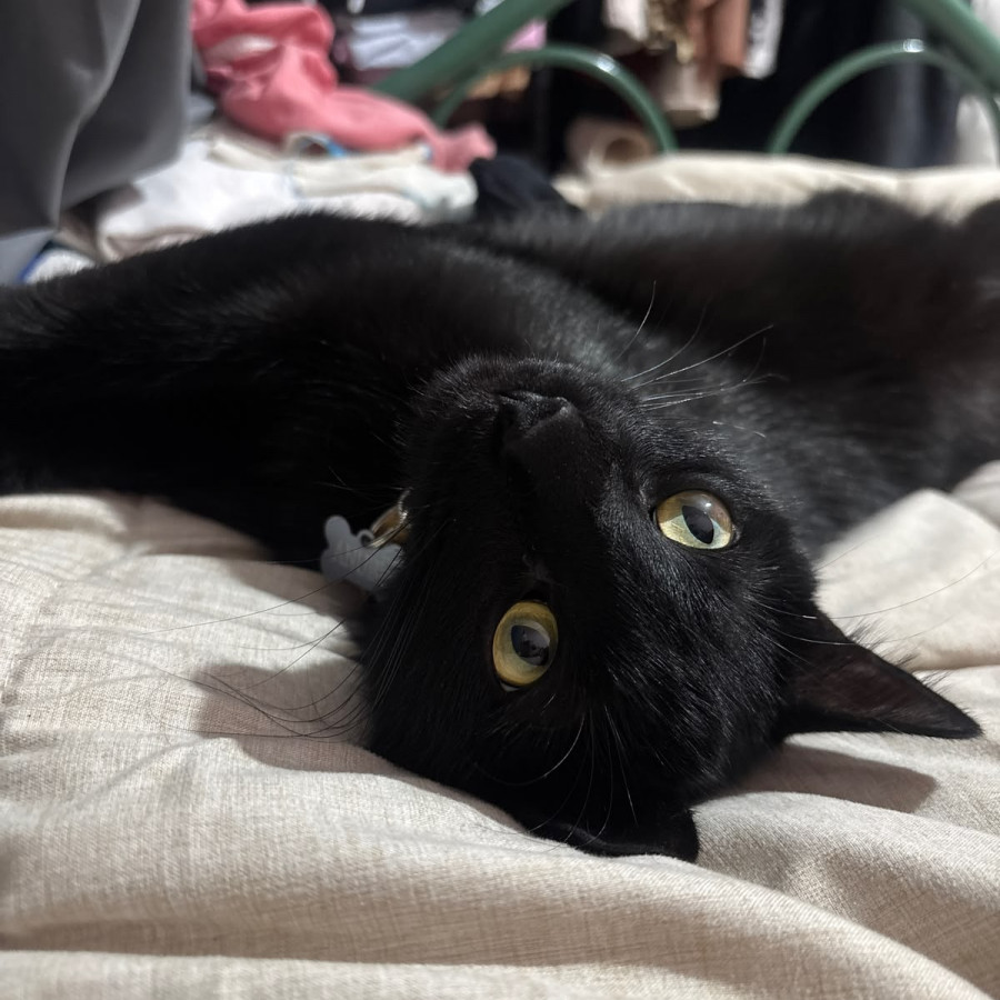 ANUBIS | Raza Bombay | Perdido