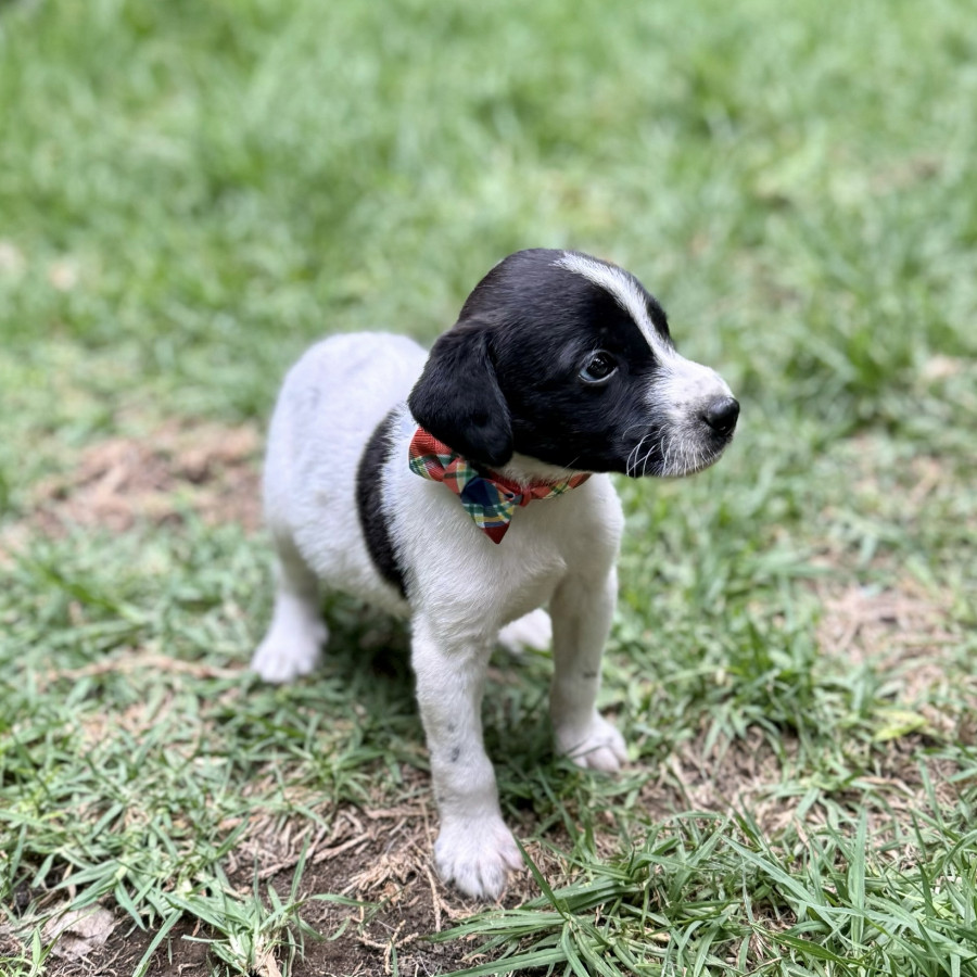 SNOOPY | Raza Mestizo | En Adopción